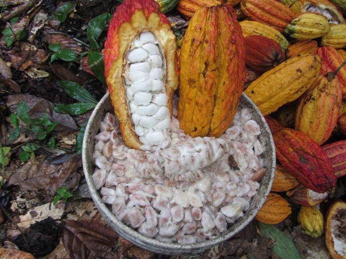 Full-Day-Hiberico-Family-Cacao-Experience